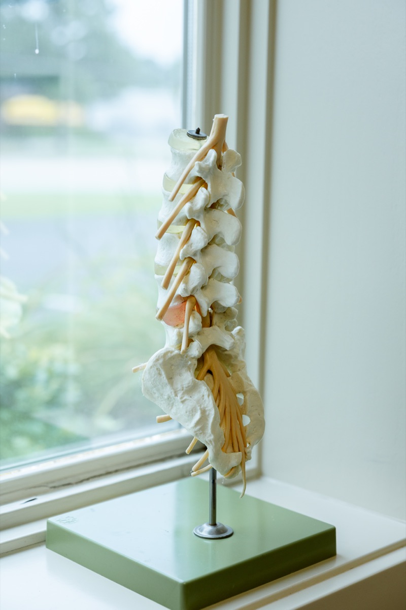 Spine model in window light at the office